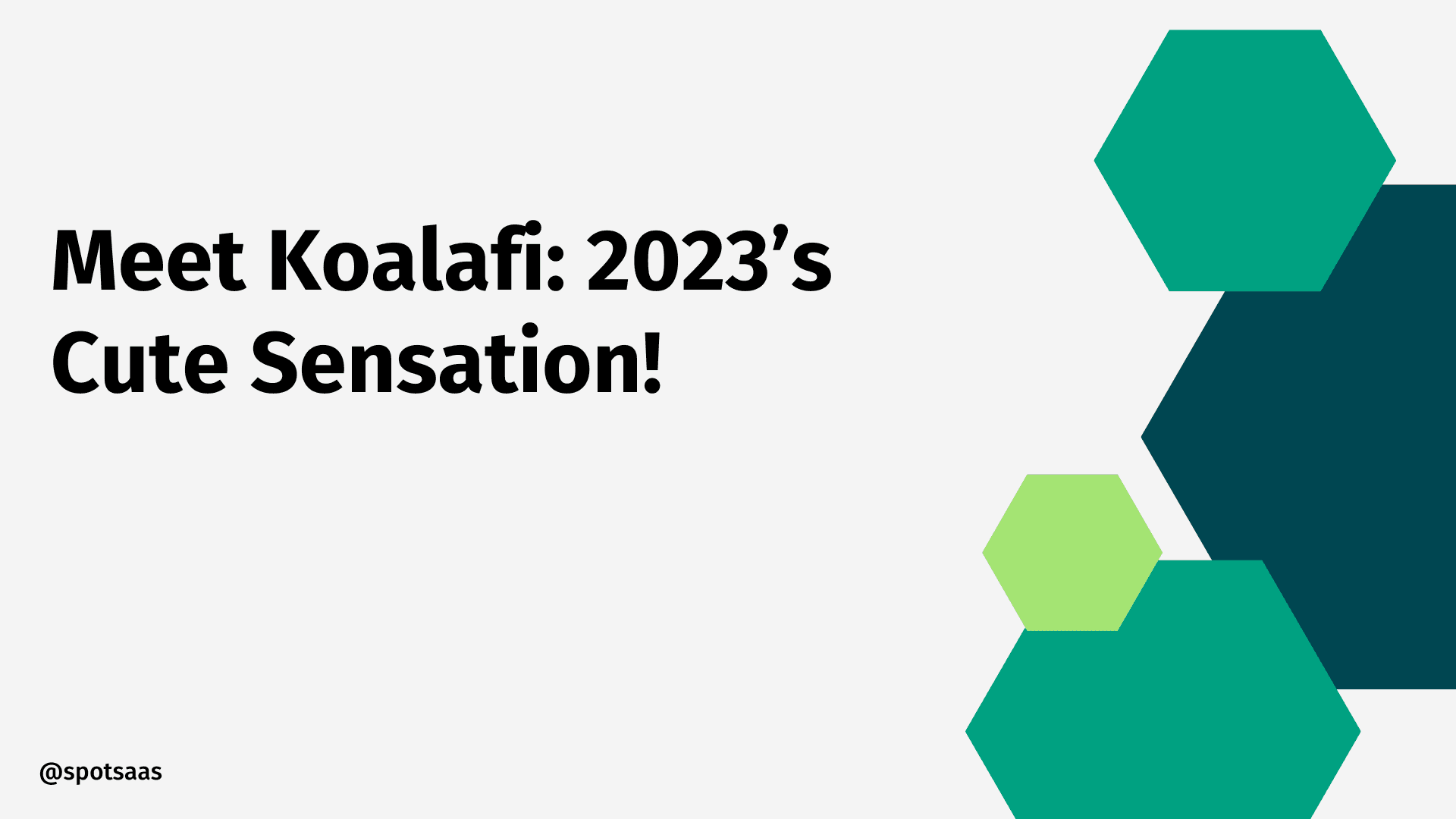 Koalafi – the most adorable new social media sensation in 2026