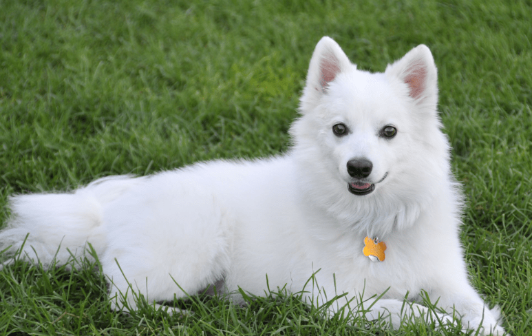 White Dog Names 
