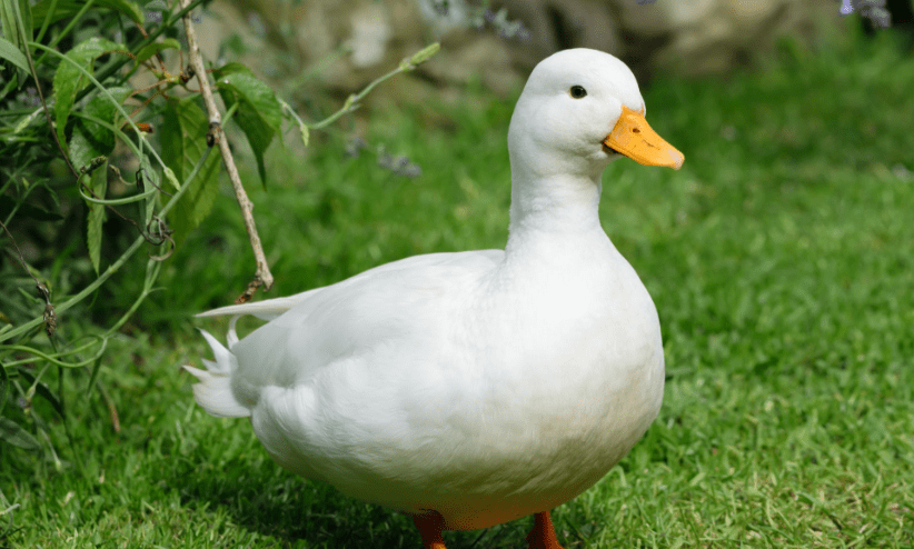 Duck Name