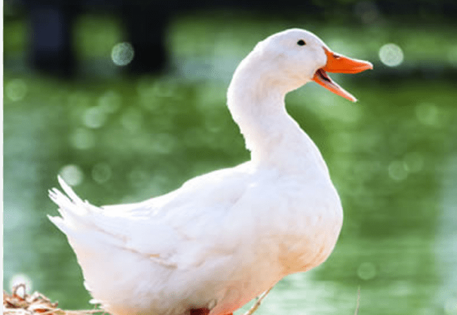 Duck Name