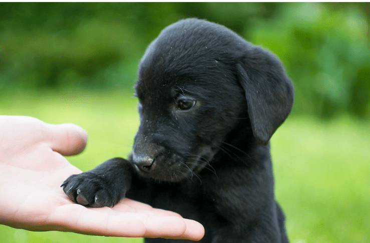 250-black-dog-names-that-you-can-use-today-2024-updated-spotsaas-blog