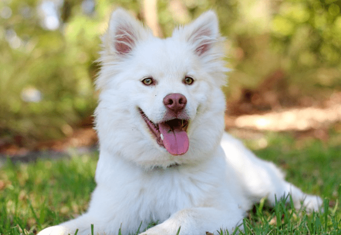 White Dog Name