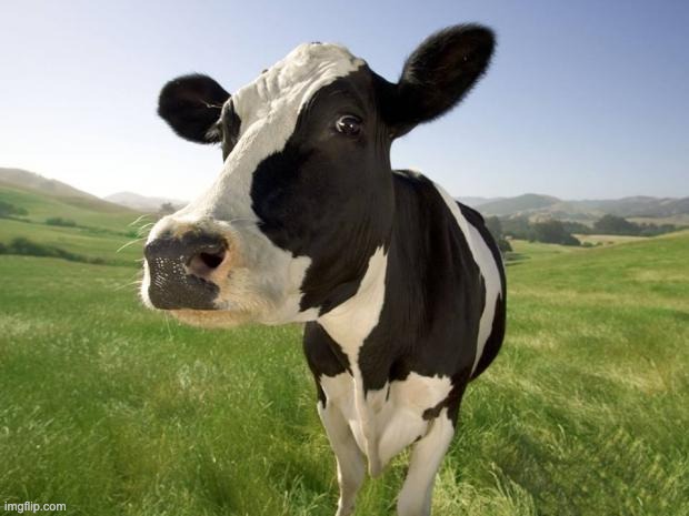 cow