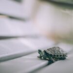 Turtle names